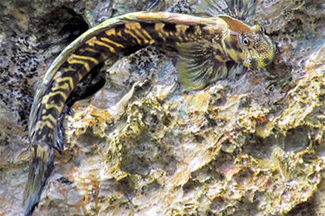 Loài cá "dị" sống trên cạn, có thể nhảy xa dù không chân