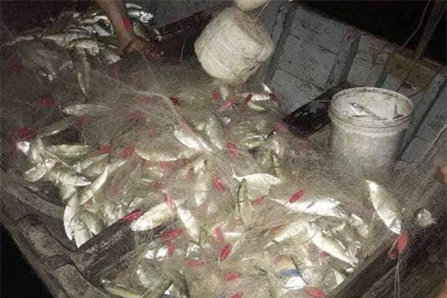 Quảng Nam: Gần cả làng trúng cá bạc má, có hộ thu 7 triệu/đêm