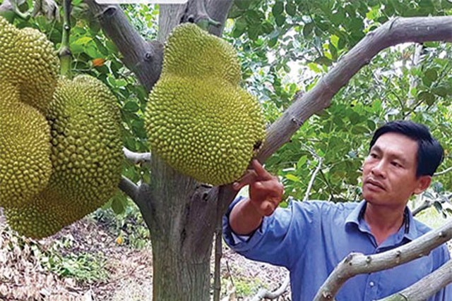 Biến đồi hoang thành rừng mít không hạt, thu hàng trăm triệu mỗi năm