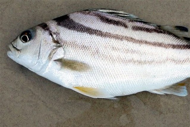 Nhân giống thành công loài cá ngon nức tiếng, giá 500 ngàn/kg