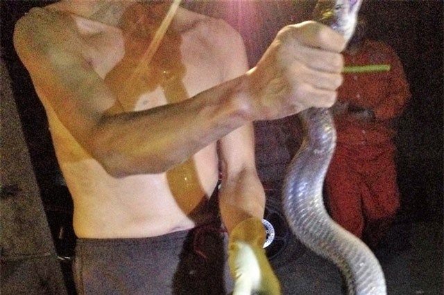 Tiết lộ bí kíp giúp "thần" rắn xứ Lạng dù bị cắn nhiều lần vẫn thoát chết