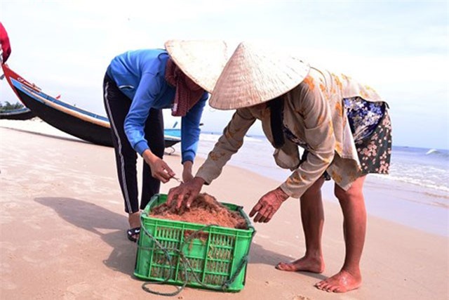 Ngư dân phấn khởi được mùa ruốc biển, mỗi ngày kiếm tiền triệu
