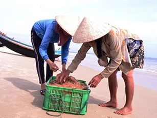 Ngư dân phấn khởi được mùa ruốc biển, mỗi ngày kiếm tiền triệu