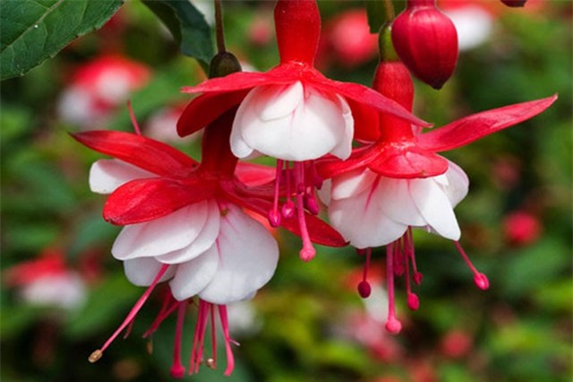 Khám phá loài hoa “có tiếng” đẹp mỹ miều, trồng nhiều ở Việt Nam