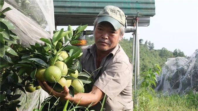 Chuyện lạ: Vườn cây chục tỷ đồng được mắc màn bảo vệ giữa rừng sâu