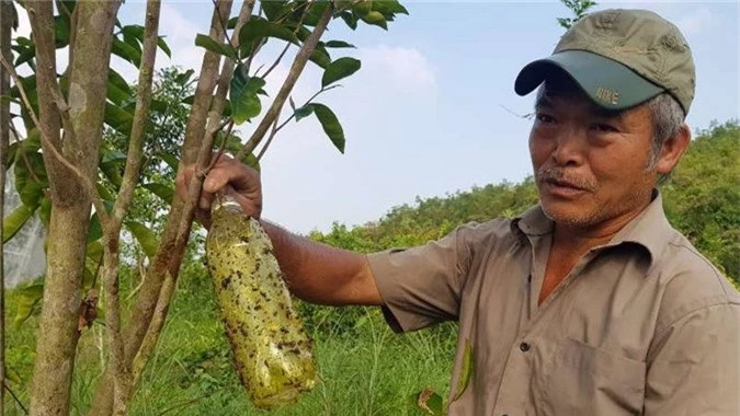 Chuyện lạ: Vườn cây chục tỷ đồng được mắc màn bảo vệ giữa rừng sâu