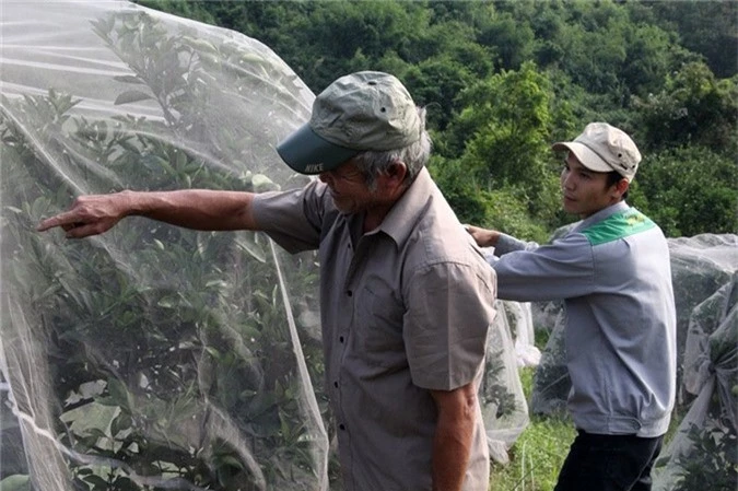 Chuyện lạ: Vườn cây chục tỷ đồng được mắc màn bảo vệ giữa rừng sâu