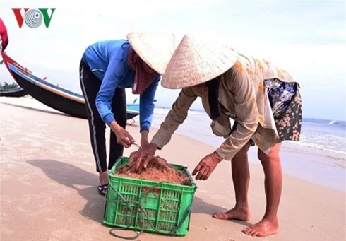 ngu dan phan khoi duoc mua ruoc bien, moi ngay kiem tien trieu hinh 1