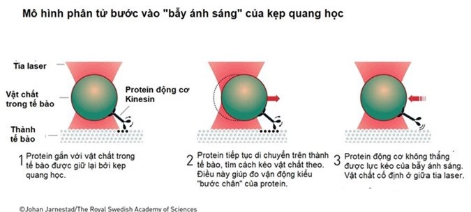 Nobel Vat ly duoc trao cho 'nhung cong cu lam bang anh sang' hinh anh 2