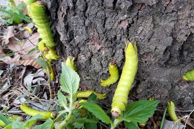 Hàng ngàn con sâu 'lạ' xuất hiện ở Bình Dương gây hoang mang