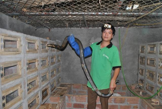 Hãi hùng: cán bộ xã quanh năm "làm bạn" với đàn rắn hổ mang