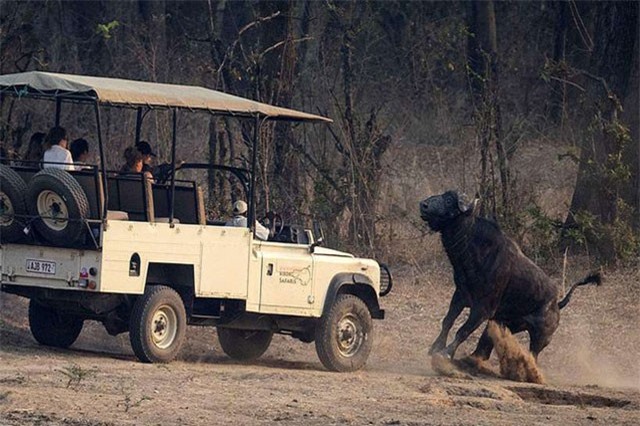 Bị theo dõi, trâu rừng hung hăng tấn công xe chở du khách