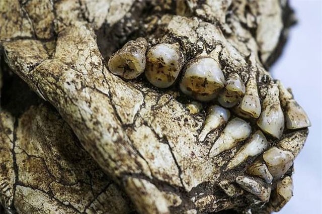 Phát hiện bộ xương 6.000 năm tuổi còn nguyên vẹn dưới công trường