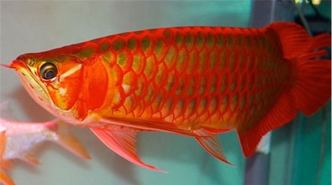 Đại gia Việt chi hàng trăm triệu mua cá rồng đỏ để làm gì?