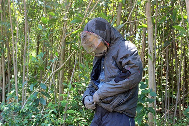 Quảng Nam: Xuyên rừng thiêng nước độc săn loài "ong tử thần"