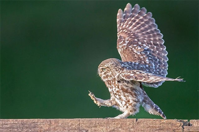 Khi động vật 'diễn sâu' hơn cả con người