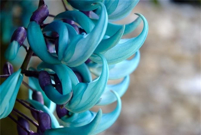 Hoa Jade Vine được tìm thấy trong các khu rừng ở Philippines.