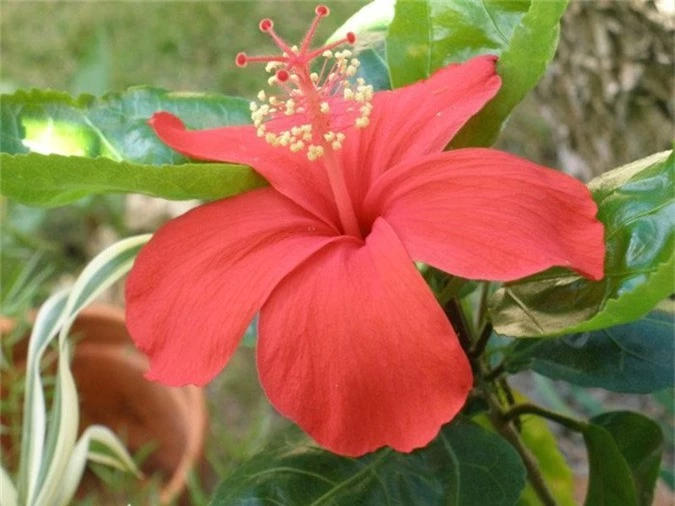 Loài hoa này chỉ được tìm thấy ở Hawaii.