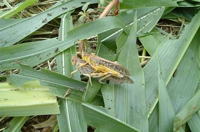 Nuôi "kẻ thù nhà nông", thu về cả trăm nghìn mỗi kg