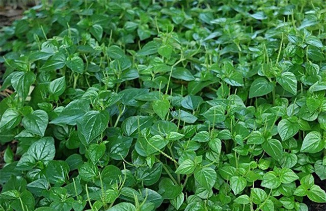 5 loại rau dân dã ở Việt Nam thành “thần dược” đắt giá trên thế giới