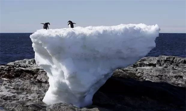 Chim cánh cụt trên tảng băng trôi