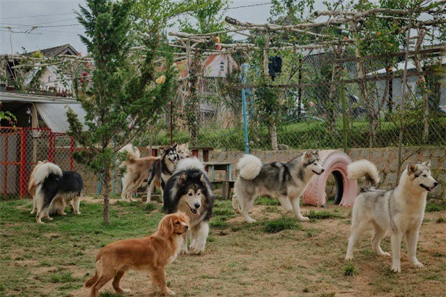 Mới 24 tuổi, 9X Đà Lạt đã sở hữu trang trại chó quý hàng tỷ đồng