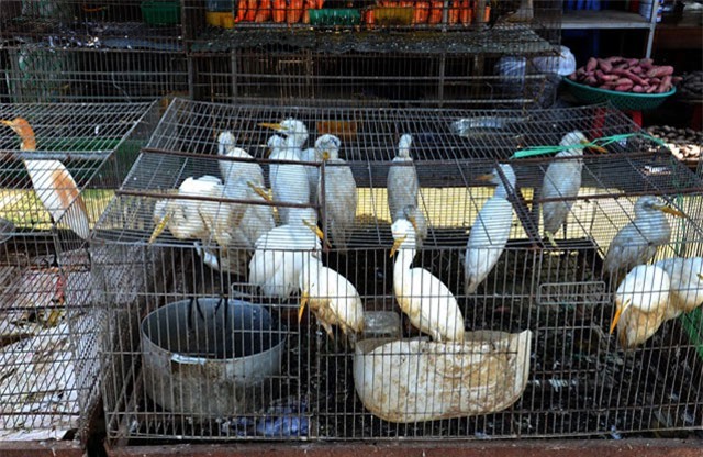 Vì sao khó xử lý chợ chim Thạnh Hóa