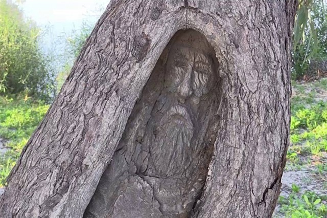 Thực hư chuyện hạt giống trong bụng mọc thành cây, giúp phát hiện xác chết