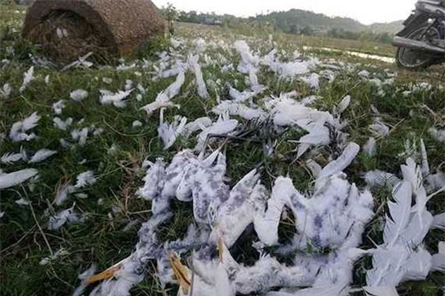 Phẫn nộ trước những chiêu độc tận diệt chim trời ở Thừa Thiên - Huế