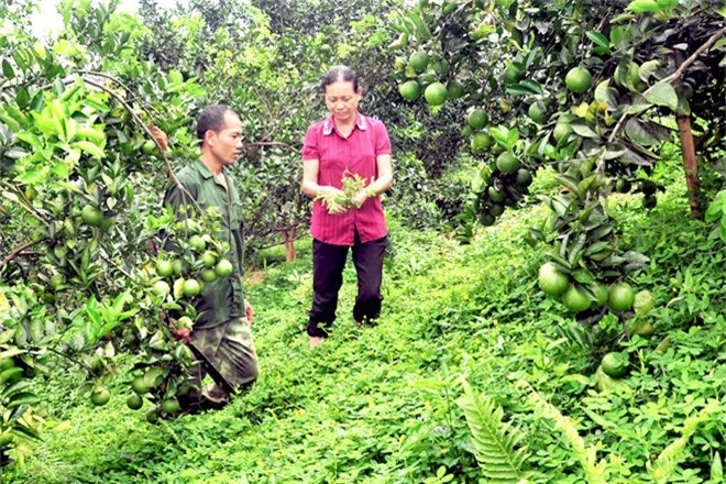 chuyen la o tuyen quang: dem co dai trong kin vuon cam hinh anh 1