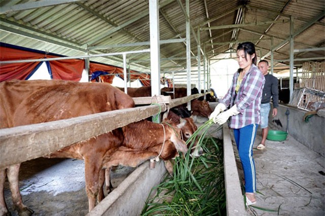 BẢN TIN TÀI CHÍNH-KINH DOANH: Xuất khẩu cà phê thô là thiệt thòi lớn với người Việt, chăn nuôi gặp khó