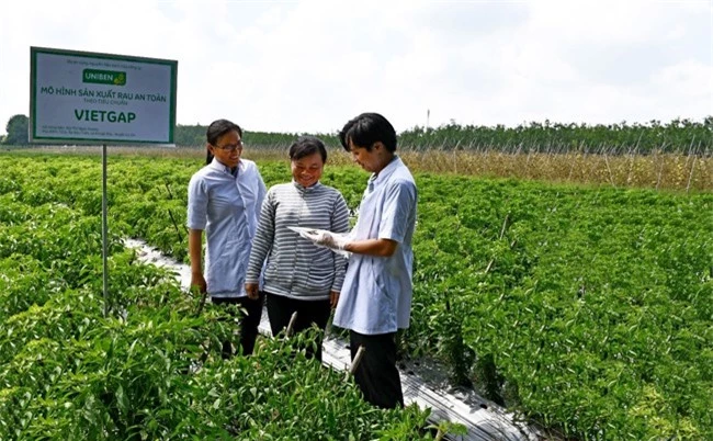 Hộ nông dân Bùi Thị Ngọc Sương (huyện Củ Chi, TP.HCM) đang thực hiện trồng ớt theo mô hình VietGAP dưới sự hướng dẫn của các kỹ sư nông nghiệp và nhân viên UNIBEN (áo trắng). 