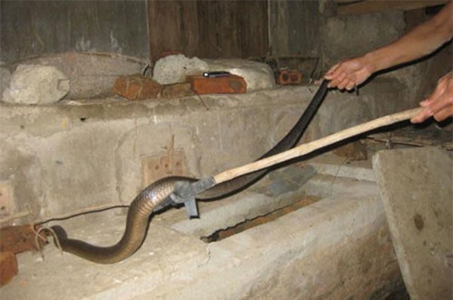 Muốn rắn không bò vào nhà hãy thử những cách này