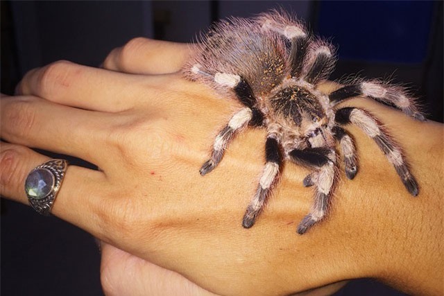 Rợn người 9x Hà Nội nuôi rắn cảnh, nhện khổng lồ trong nhà