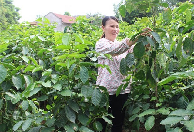 "Thần dược" đinh lăng giảm giá sốc từ 50.000 còn... 2.000 đồng/kg