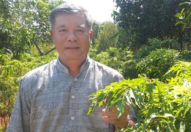 Đồng Nai: Thu nhập cao từ cây đinh lăng