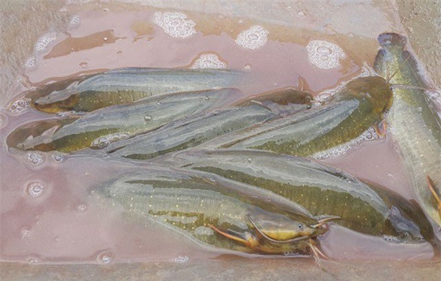 Dưới nuôi cá trên trồng đinh lăng, mỗi năm kiếm cả trăm triệu đồng