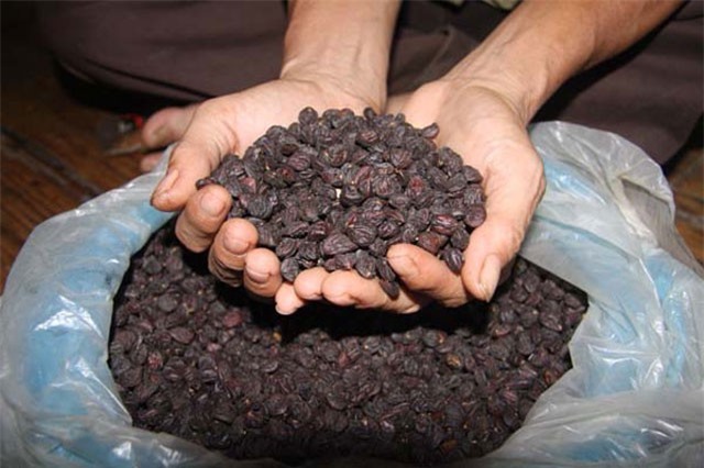 Một cây dổi đổi cả...  cây vàng: Nhiều nhà vườn "cháy" giống