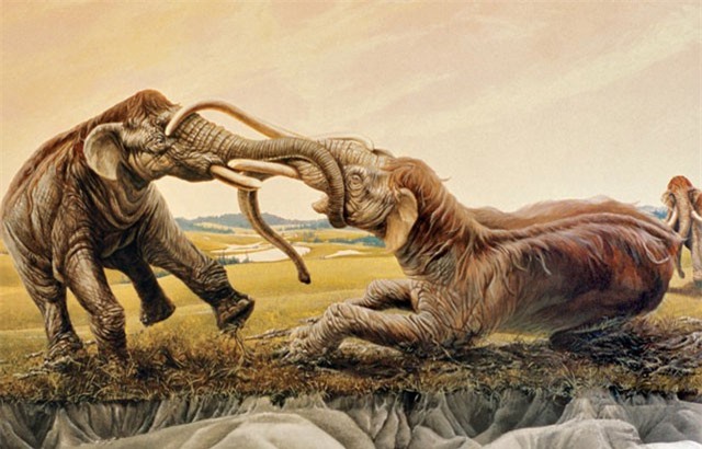 Trận chiến "kinh hồn" của hai voi ma mút, sừng cắm vào nhau 120 thế kỷ