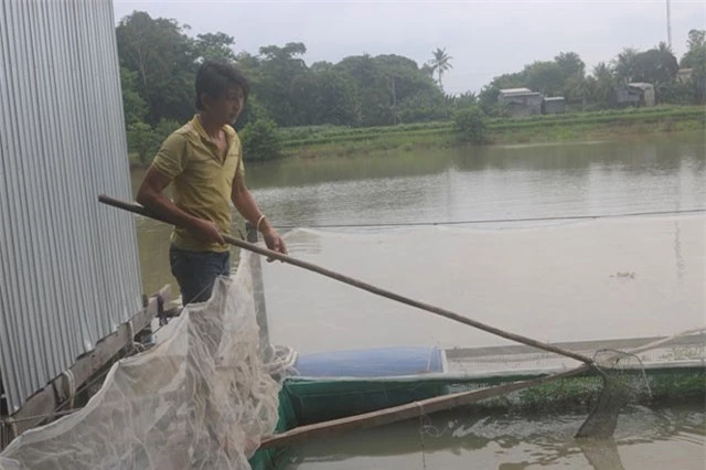 Anh Hiếu kiểm tra cá heo giống trong vèo.