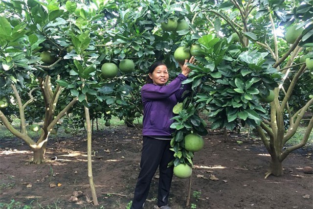 Liều trồng bưởi da xanh trên đất dốc, cây thấp tè trái đã trĩu cành