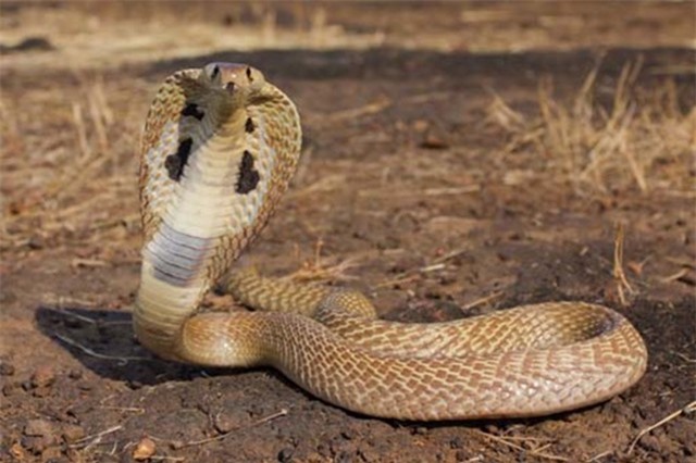 Những trường hợp bị rắn hổ mang chúa cắn chết thương tâm