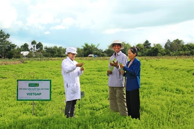 Kỹ sư nông nghiệp Lê Thanh Mai (áo trắng) đang hướng dẫn hộ nông dân Nguyễn Văn Bé (tỉnh Đồng Tháp) thực hiện trồng rau ngò om theo mô hình VietGAP để cung cấp cho UNIBEN sản xuất gói gia vị cho mì “3 Miền” (ảnh UNIBEN)