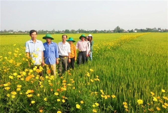 ap dung cong nghe sinh thai: vua dep ruong vuon, lai tang thu nhap hinh anh 3