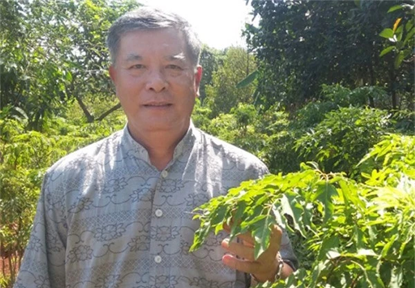 Ông Trần Văn Xuân (ngụ KP.1, thị trấn Gia Ray, huyện Xuân Lộc) có thu nhập cao từ gần 1 ngàn cây đinh lăng. Ảnh: H. Đình