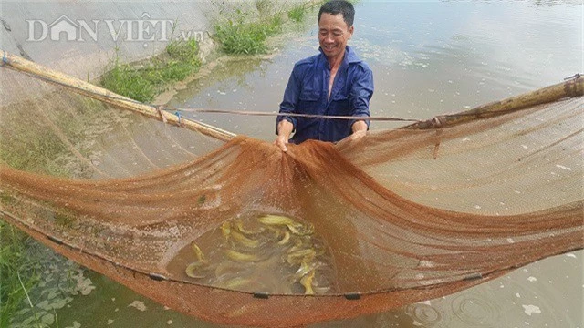 Ông Nguyễn Văn Trường đang kiểm tra tốc độ tăng trưởng của đàn cá trê nhà mình.