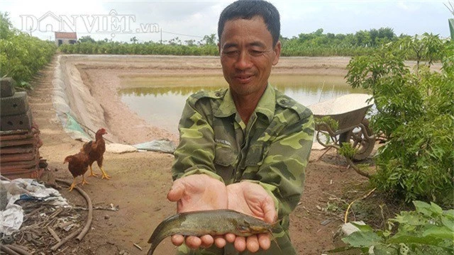 Nhờ chỉ nuôi cá trê đồng và trồng đinh lăng mà mỗi năm gia đình ông Trường kiếm được hàng trăm triệu đồng.