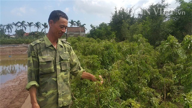 Nhờ vườn đinh lăng gần 1,6 mẫu mà mỗi năm ông có ông doanh thu hàng trăm triệu đồng.