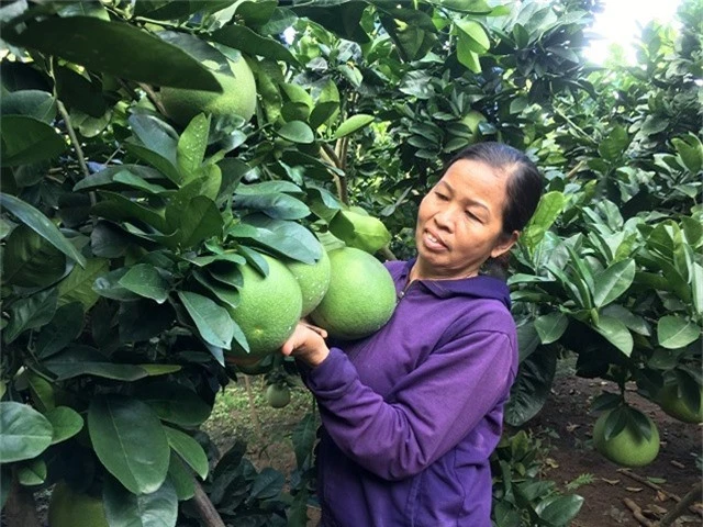 lieu trong buoi da xanh tren dat doc, cay thap te trai da triu canh hinh anh 3