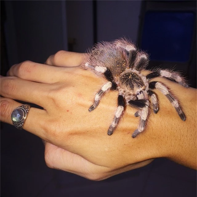 Trong số này, nhiều nhất là nhện khổng lồ với khoảng 20 con thuộc dòng Tarantula. Đây là loại nhện lớn, thân hình đầy lông và có xuất xứ từ Châu Mỹ. Theo Đăng Anh, nhện Tarantula được nuôi làm cảnh đều không có độc.